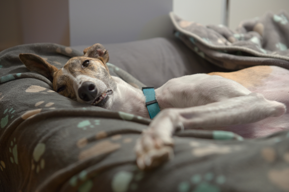 A greyhound dozing in a dog bed