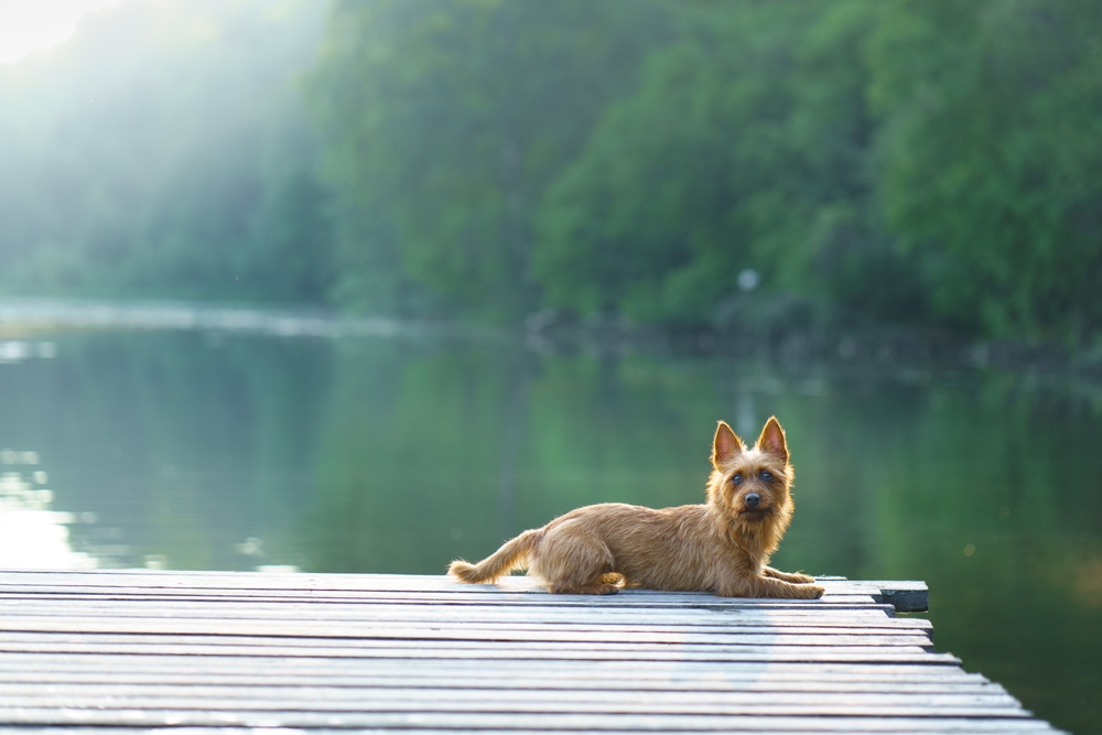 A small dog lying on the dock