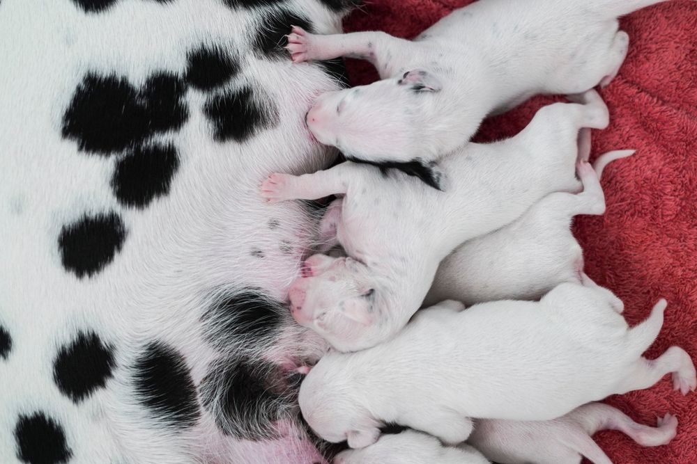 Several Dalmatian puppies nursing