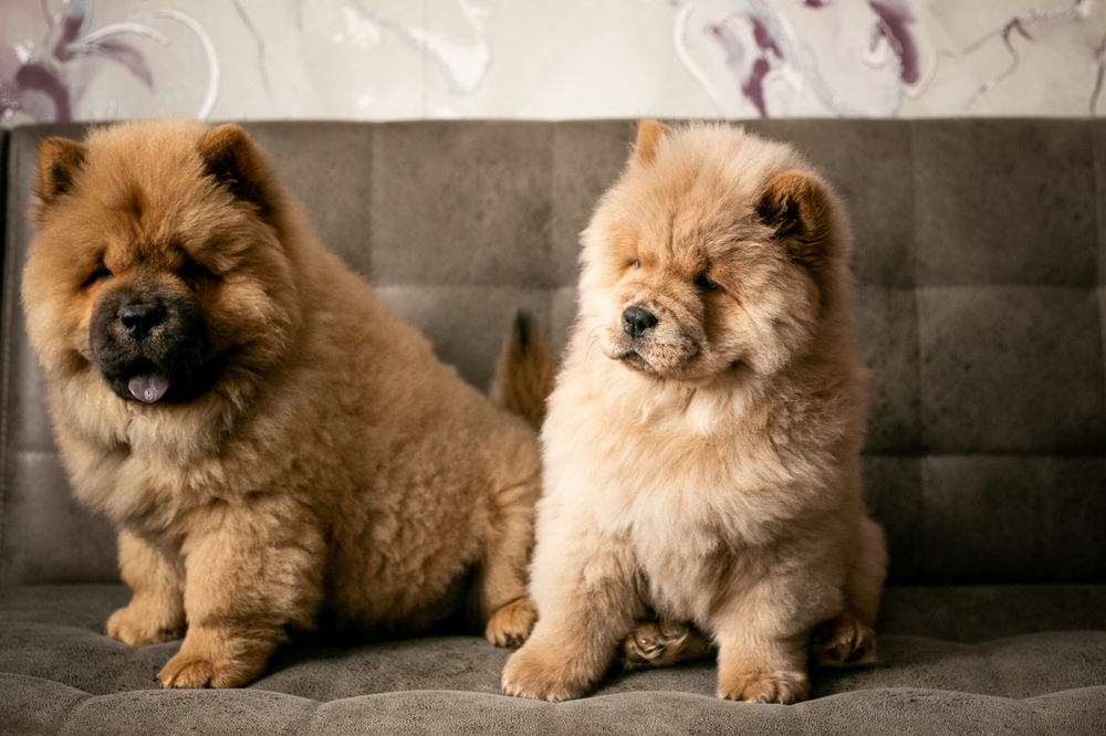 Two chow chow puppies on a couch.