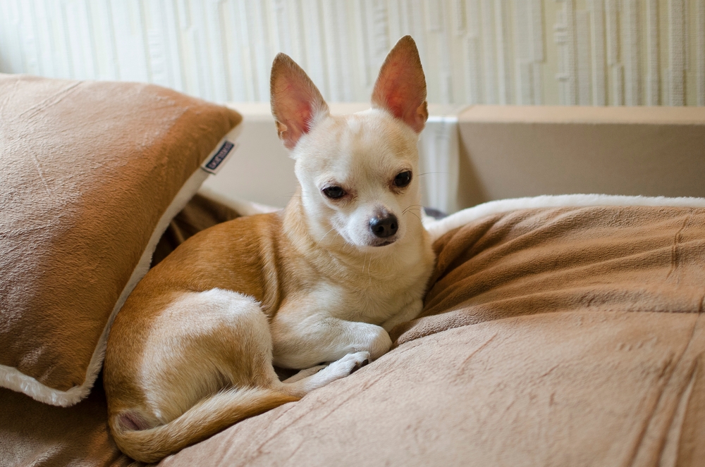 A Chihuahua curled on the couch