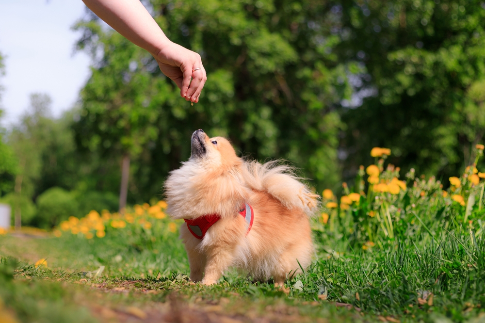 A hand feeding a Pomeranian dog against a grassy background.