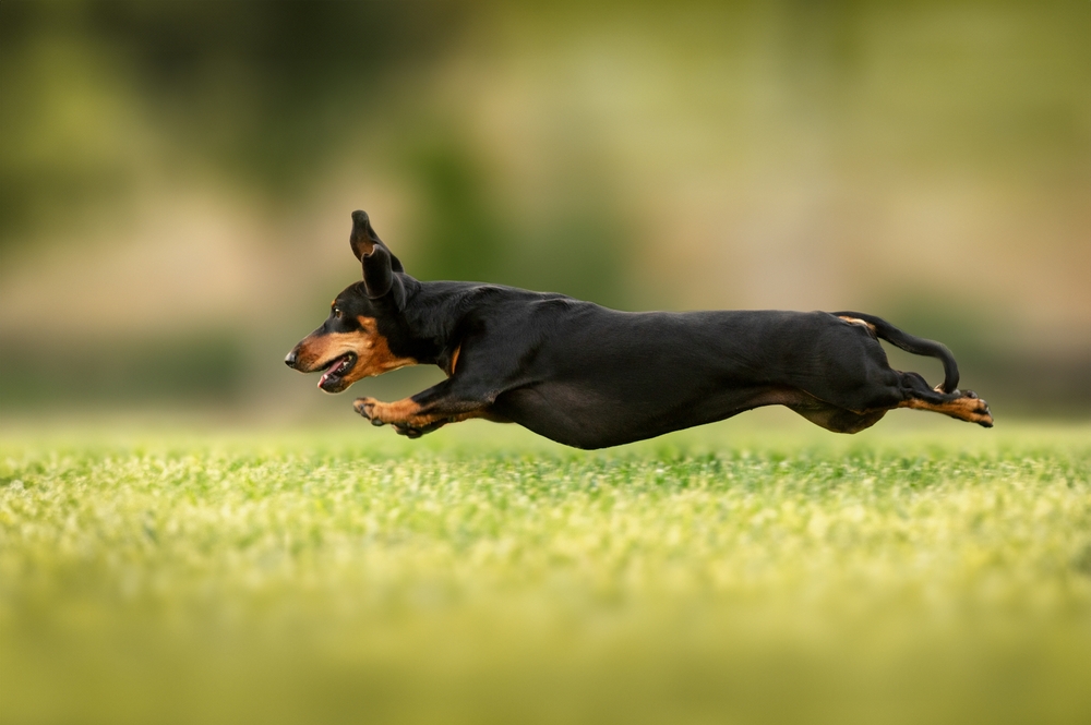 A dacshund running through the grass.
