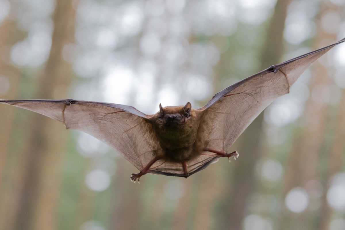 A brown bat flies in the forest