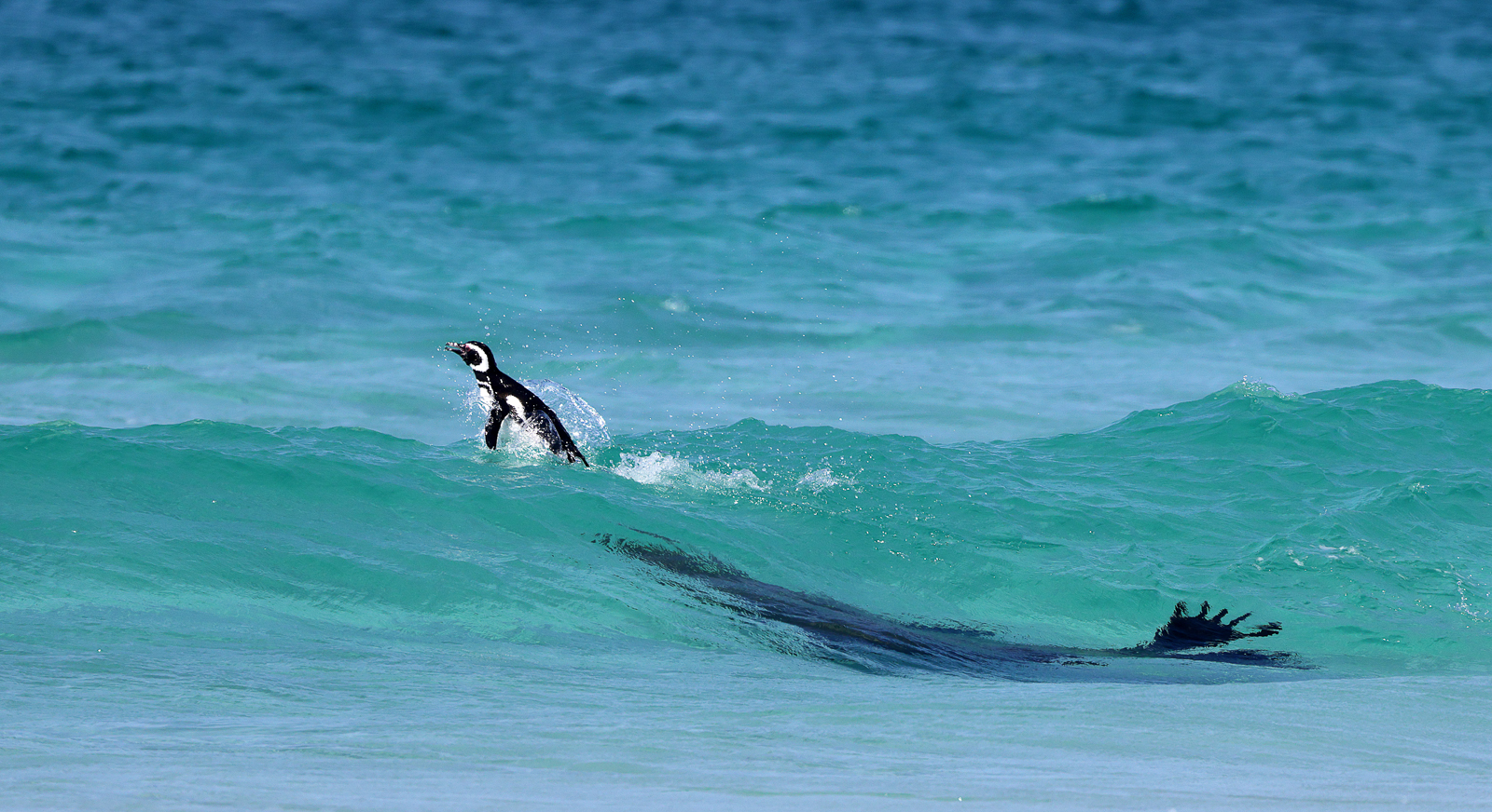 A penguin faces the underwater threat of a sea lion
