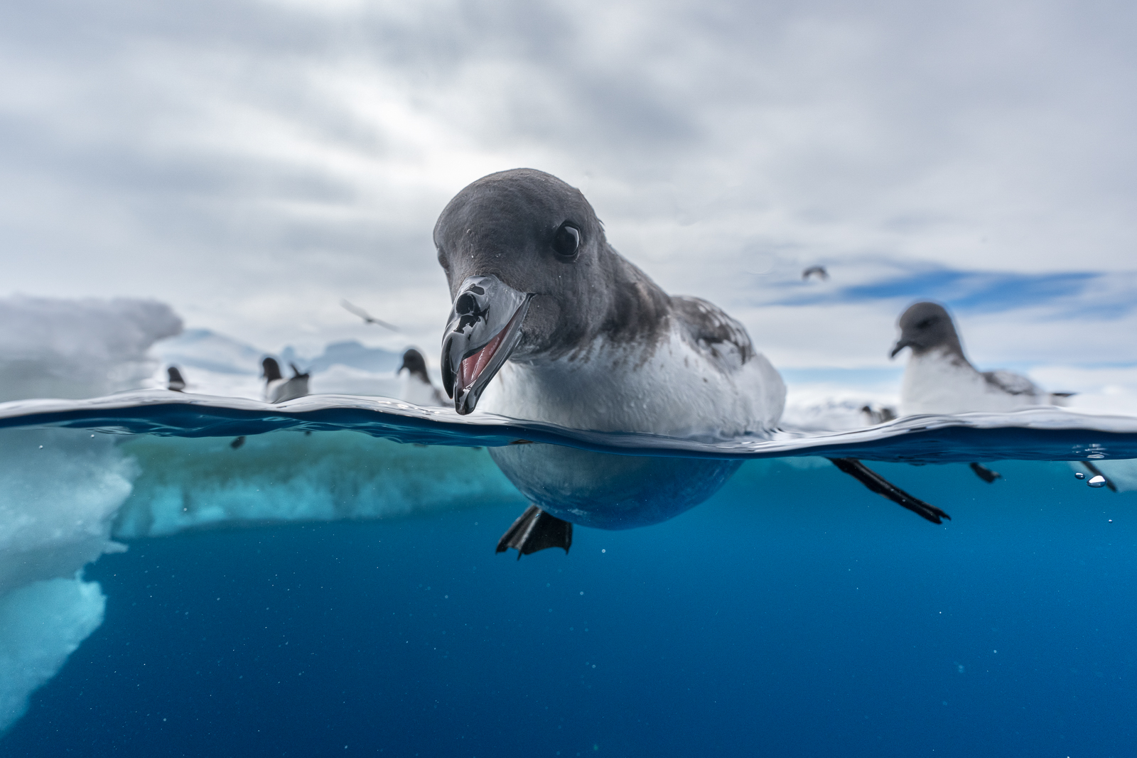 A group of cape petrels in the water