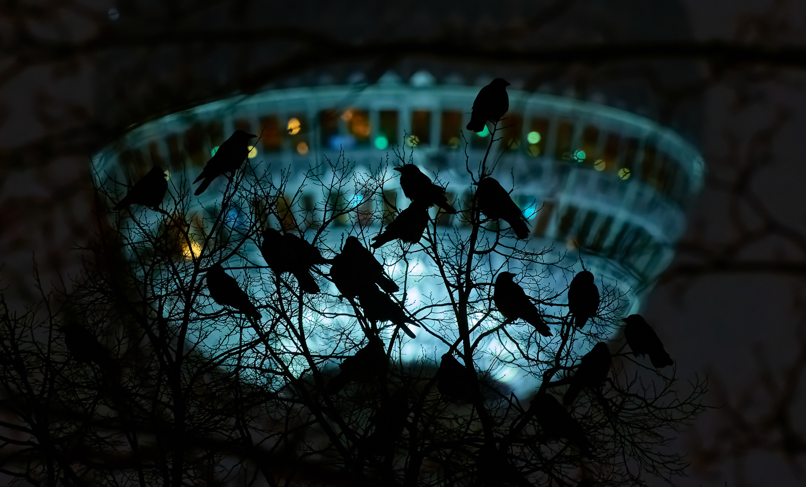 A mixed hooded crow and jackdaw roost on a tree in front of the Berlin TV tower
