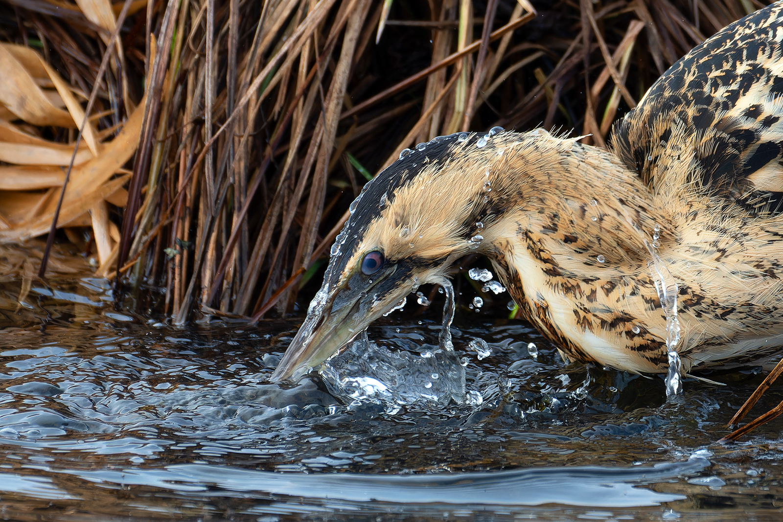 A eurasian bittern fishes in the reeds