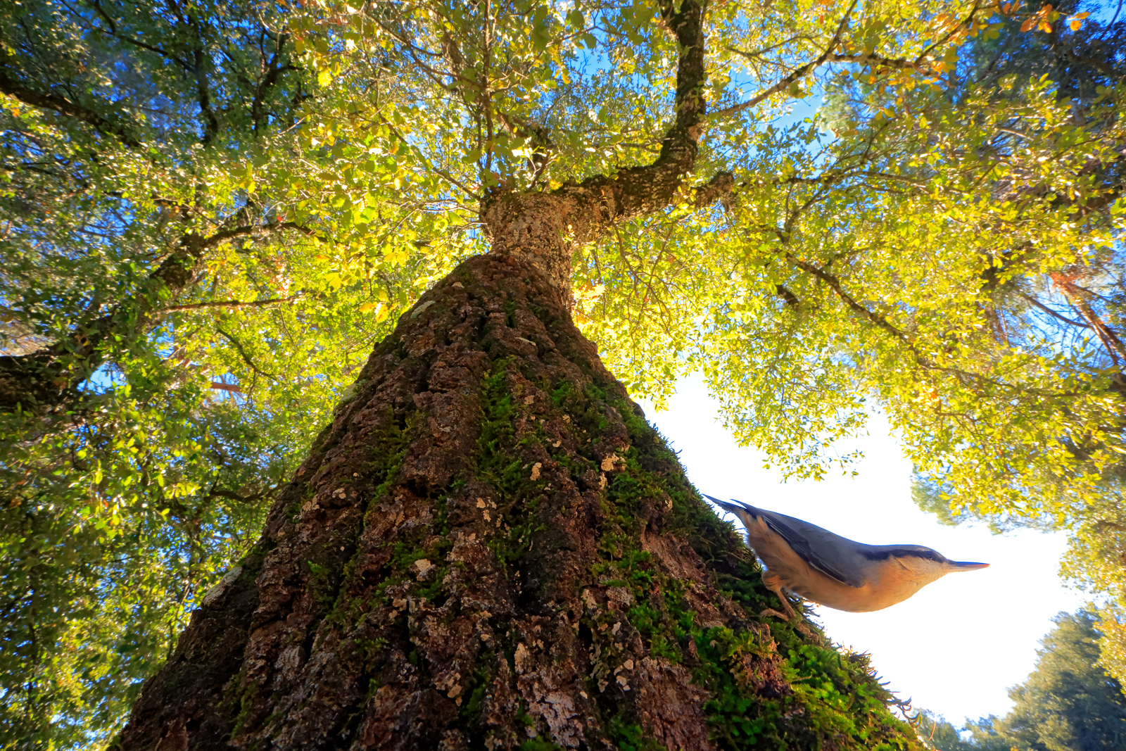 Looking up at an oak tree at birds