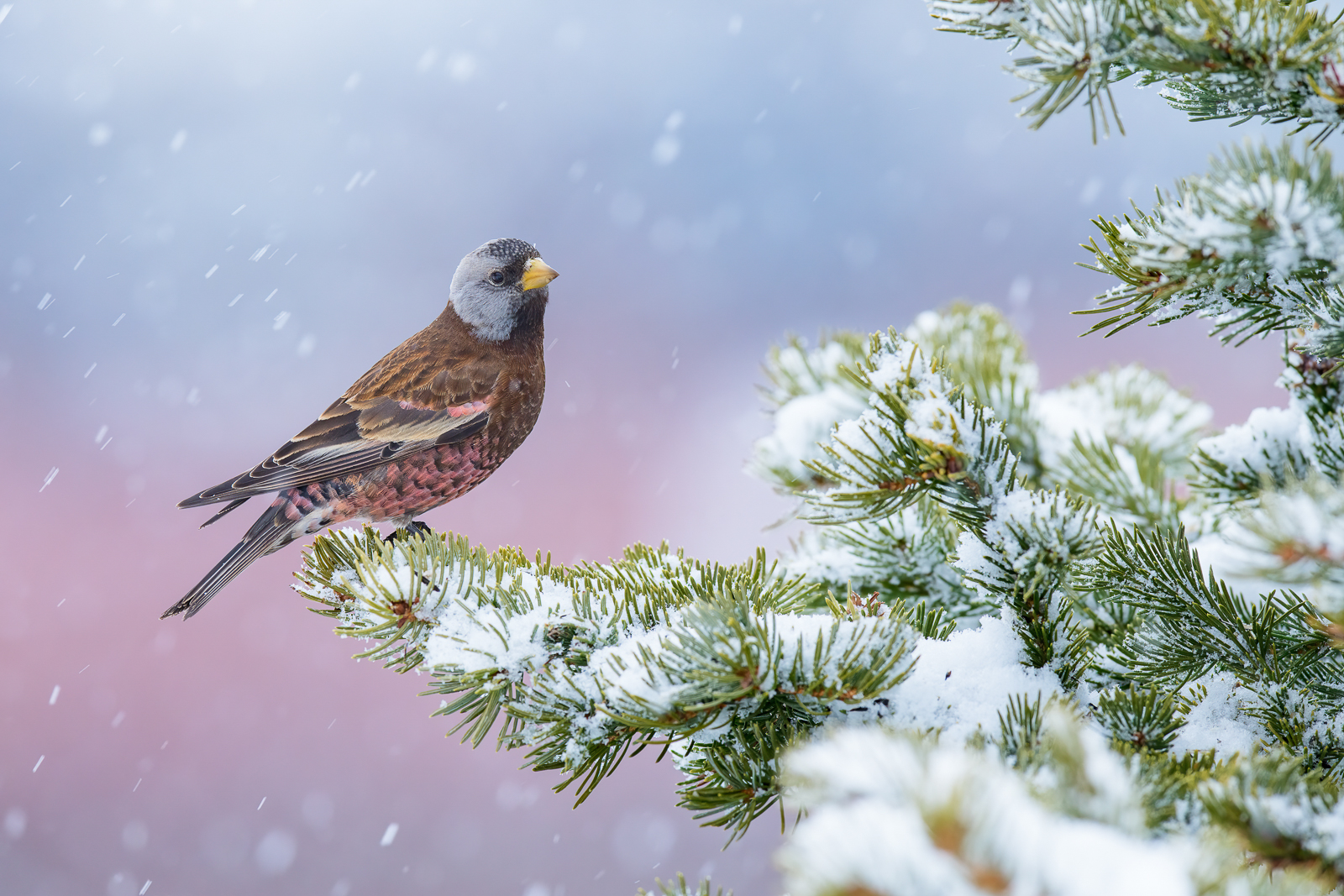 A portrait of a grey-crowned rosy-finch