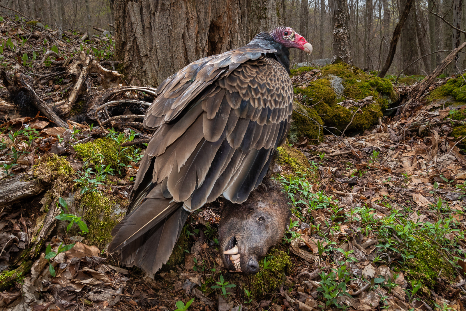 Turkey vulture stands over a black bear corpse