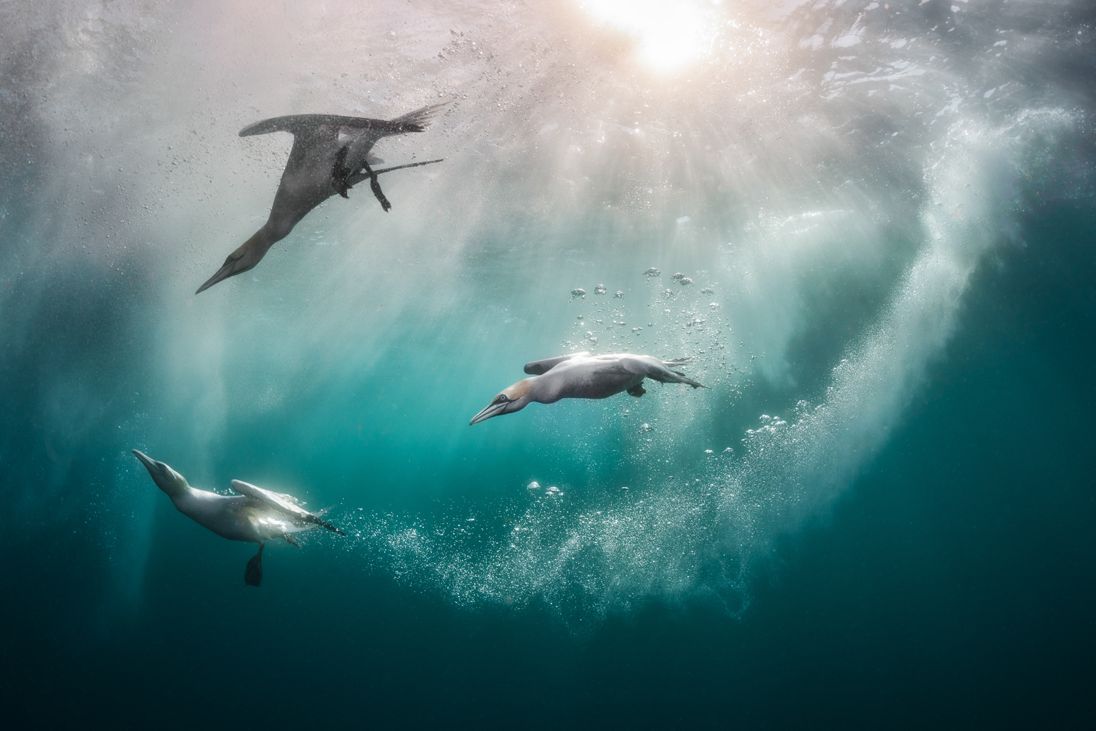 A trio of northern gannets diving into the ocean
