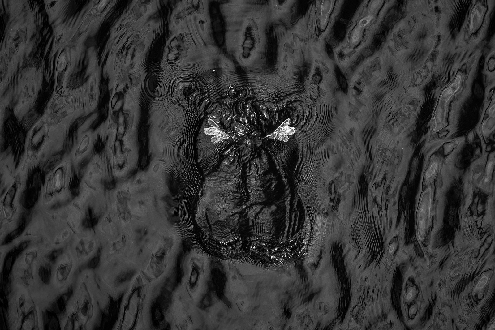 A hoary-headed grebe as it disappears below the surface of the water to feed