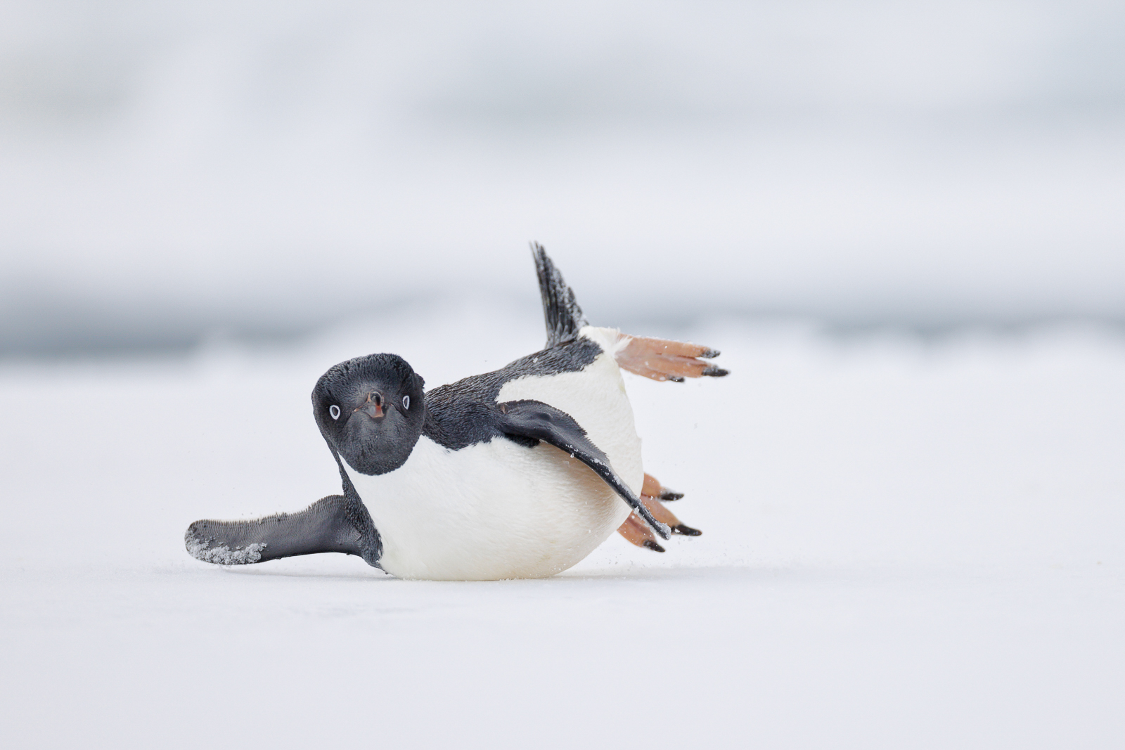 A penguin slides on the ice