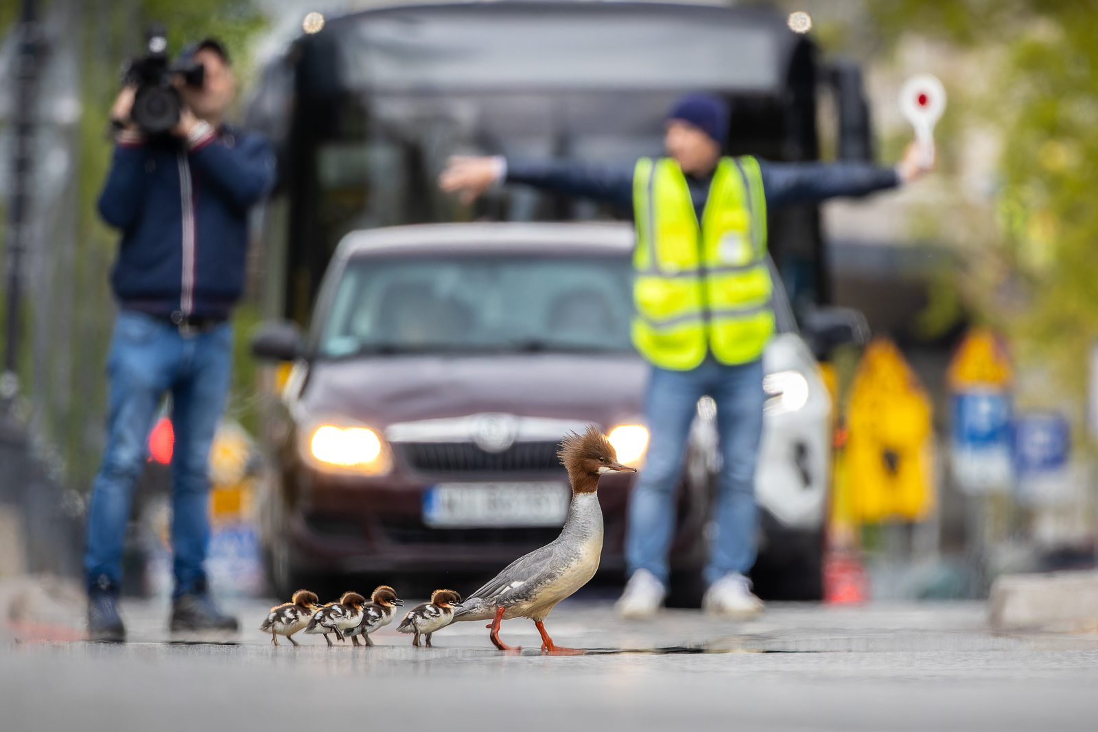 Goosanders crossing at a crosswalk