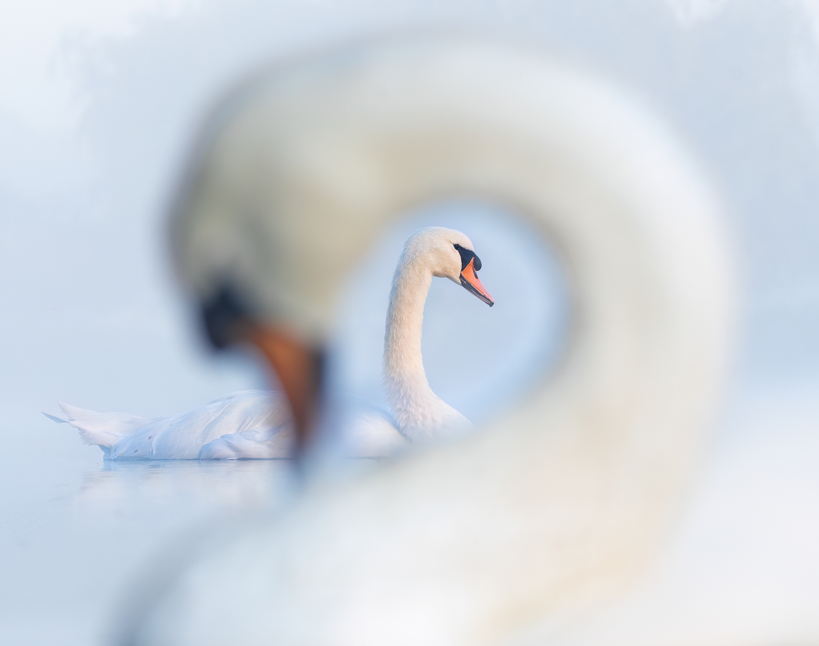 A swan seen through the neck of another swan