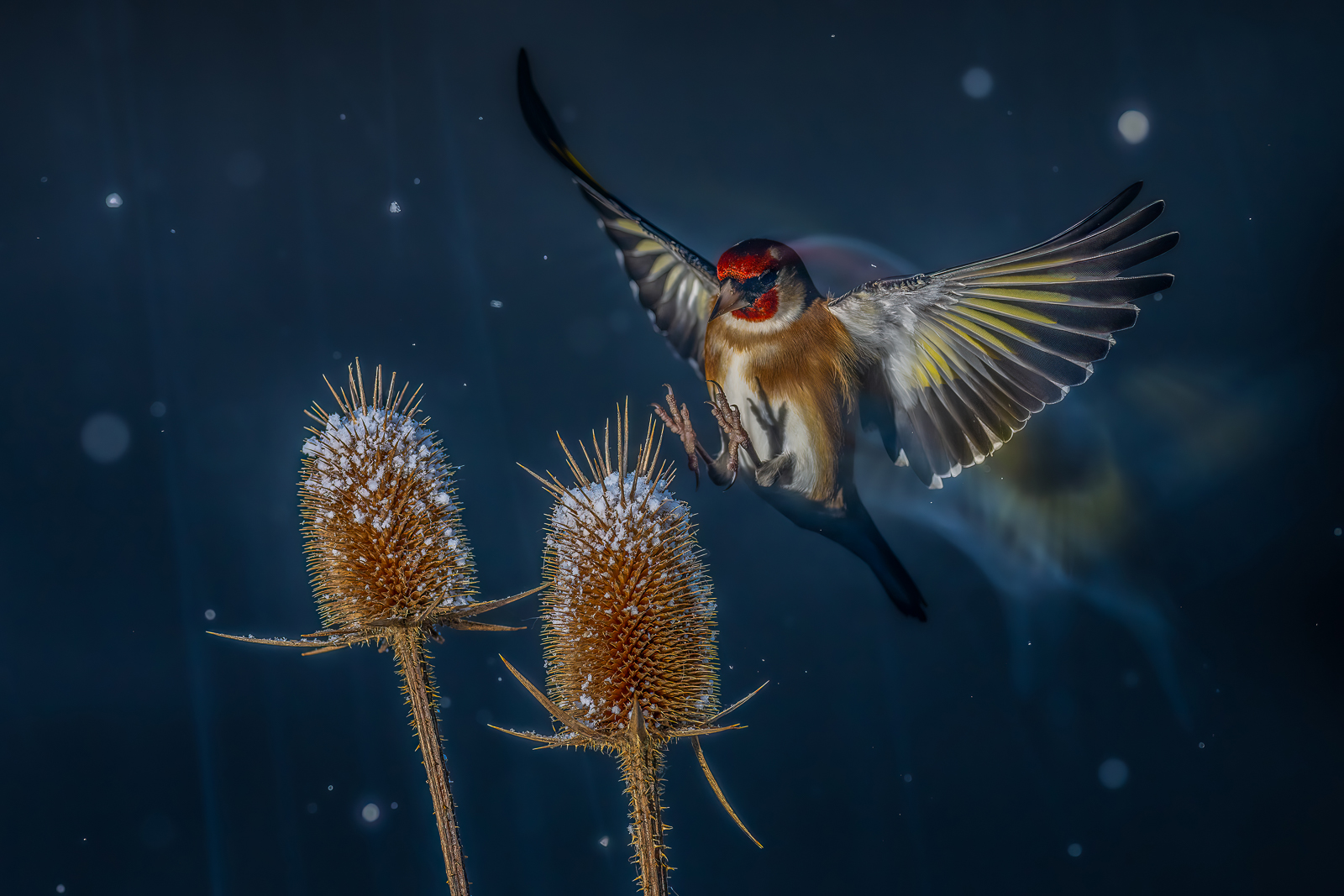 A european goldfinch lands on a flower in winter