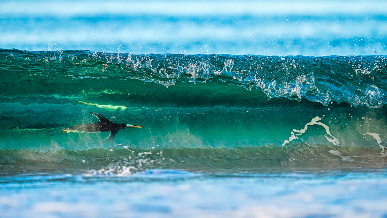 Gentoo penguins surfing the waves