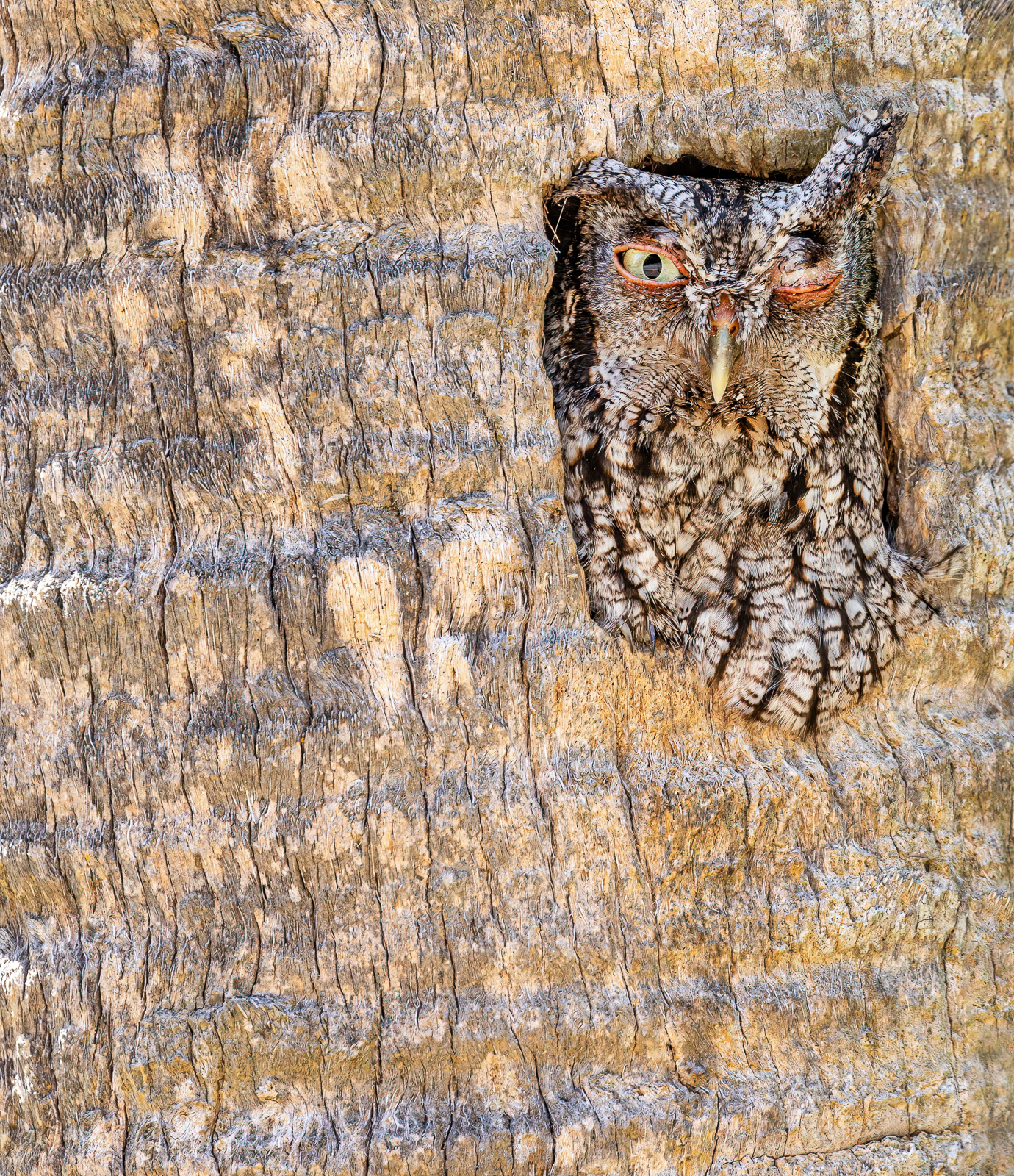An eastern screech-owl as it leans out of a window in a tree trunk