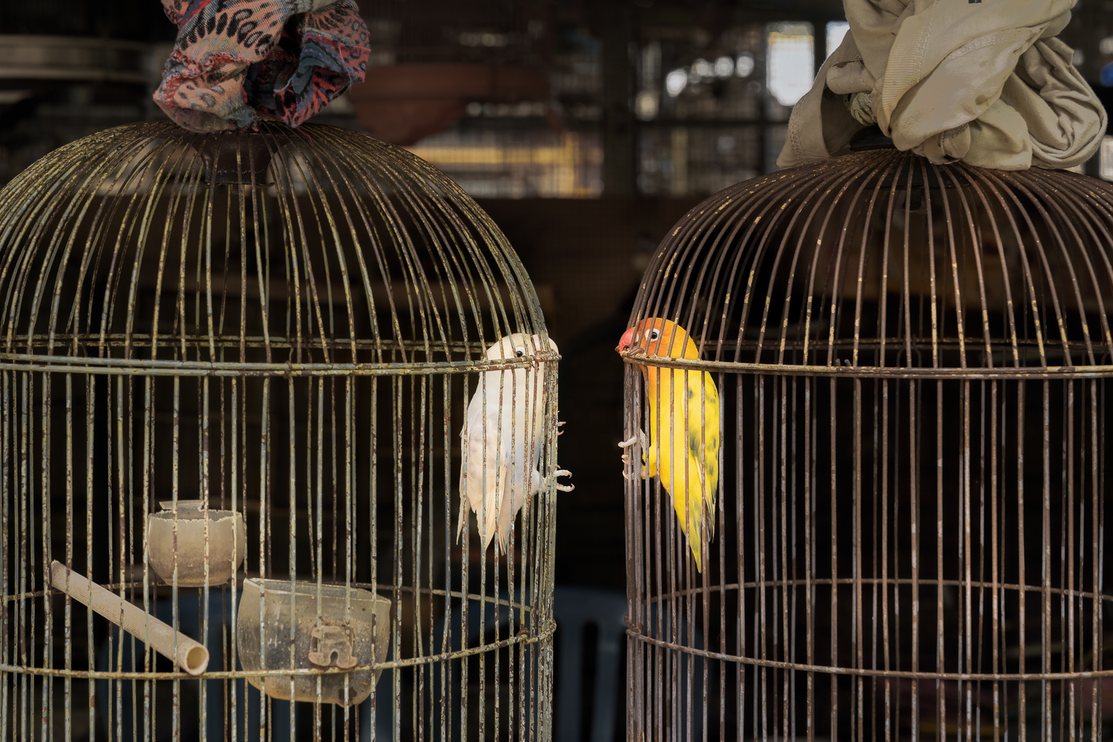 A pair of lovebirds face each other in separate cages