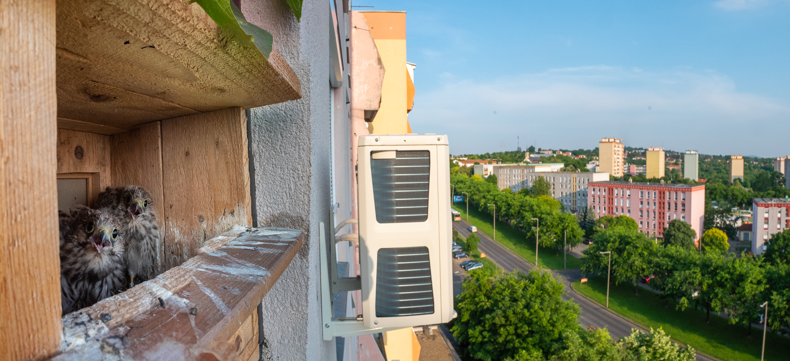 Common kestrels in an apartment nest box