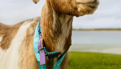 a goat wearing a medal