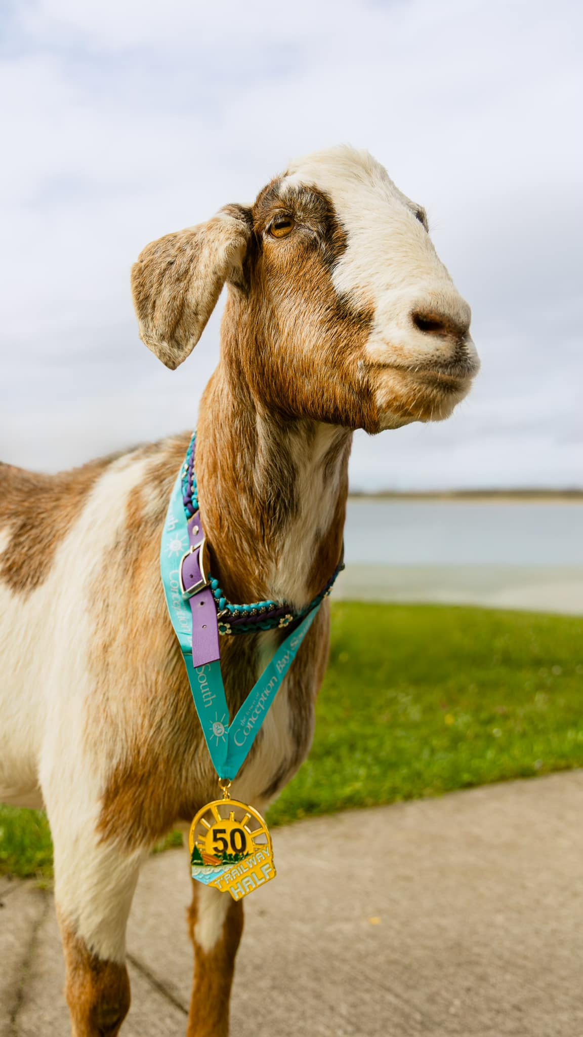 a goat wearing a medal