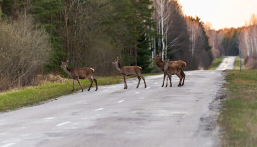 Wildlife Collisions