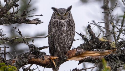 A great horned owl sitting on a tree