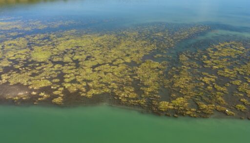 A stunning aerial photograph displaying a vibrant algal bloom covering the tranquil waters of a lake in British Columbia, Canada.