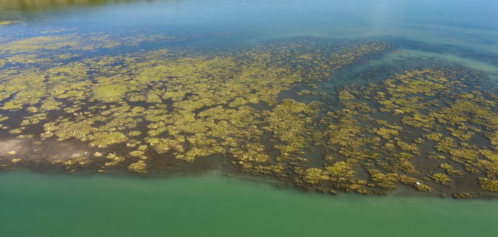 A stunning aerial photograph displaying a vibrant algal bloom covering the tranquil waters of a lake in British Columbia, Canada.