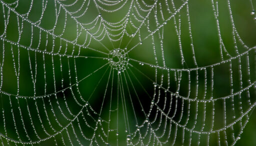 Morning dew clinging to a spider web