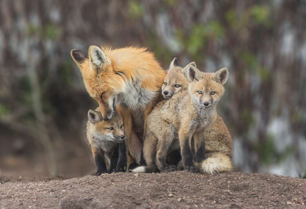 A mother red fox with her kits