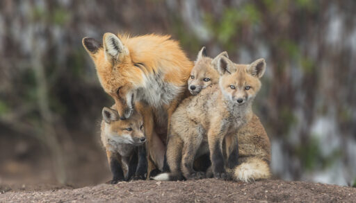 A mother red fox with her kits