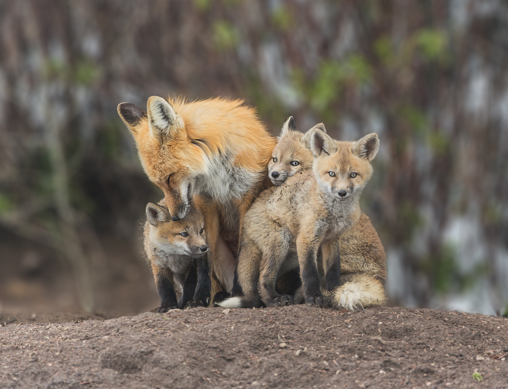 A mother red fox with her kits