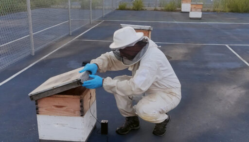 Beekeeper opening a hive