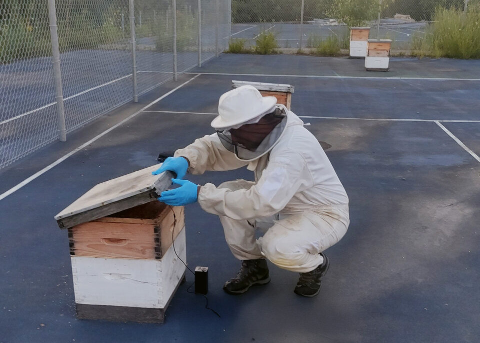 Beekeeper opening a hive