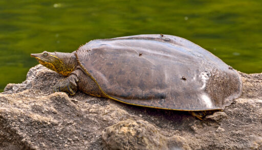 A spiny softshell turtle lounging on a rock