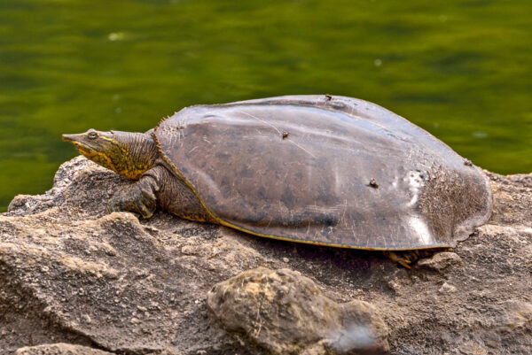 The most Canadian creature on earth is...a turtle? - Cottage Life
