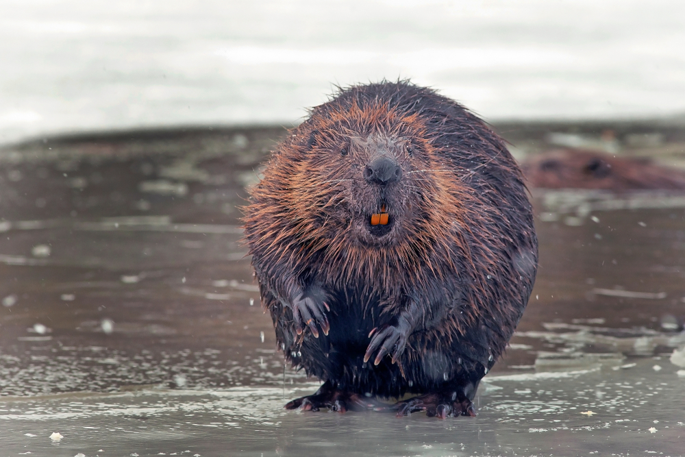 A beaver against a frozen lake background.