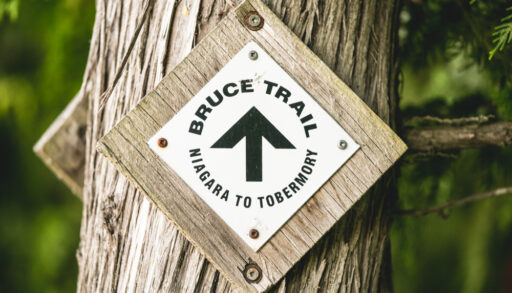 A close-up of a Bruce Trail sign attached to a tree