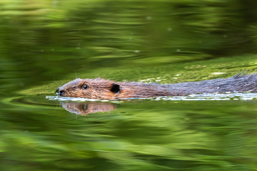 A beaver swimming in the water