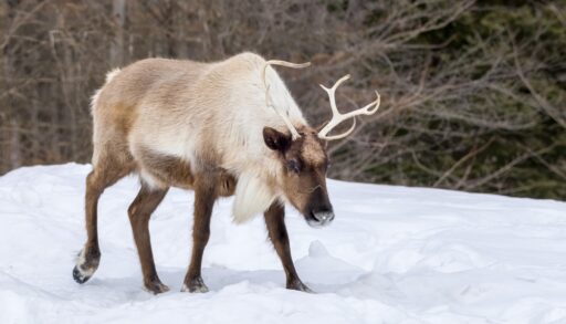 A caribou walking through the snow