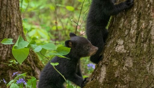 Algonquin Provincial Park