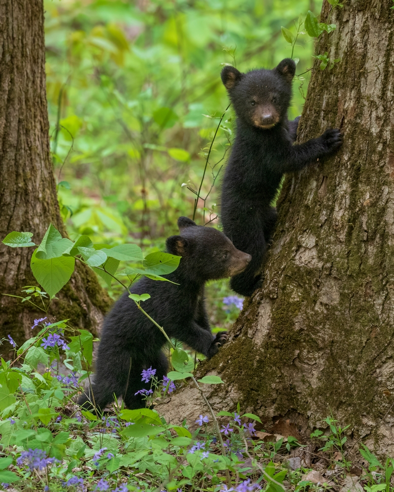 Algonquin Provincial Park