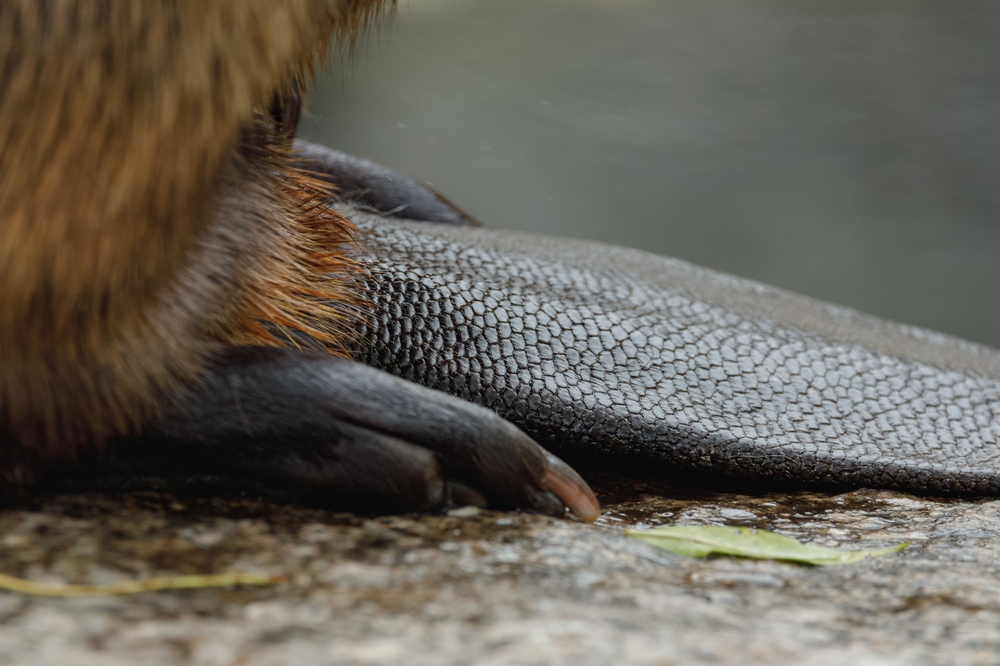 Close up of a beaver's tail