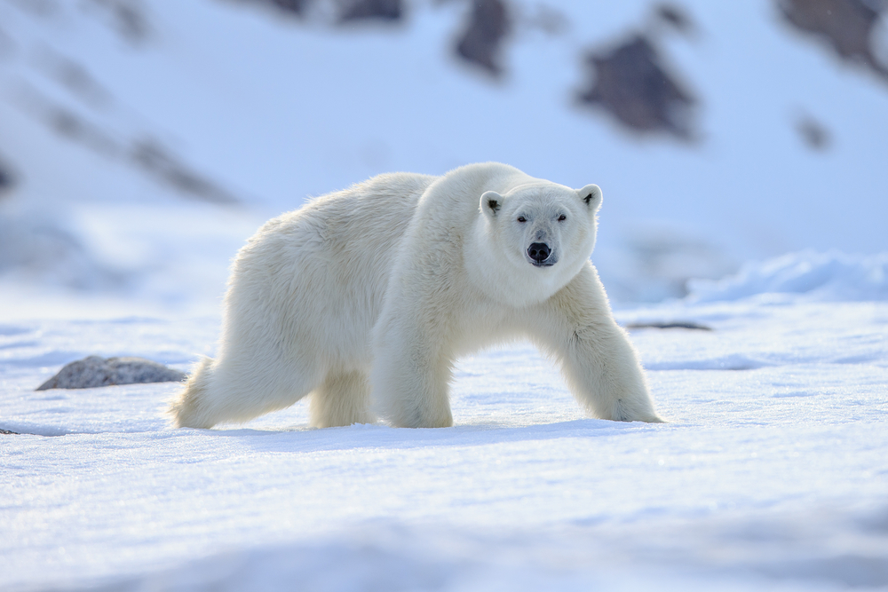 A polar bear walking through the snow