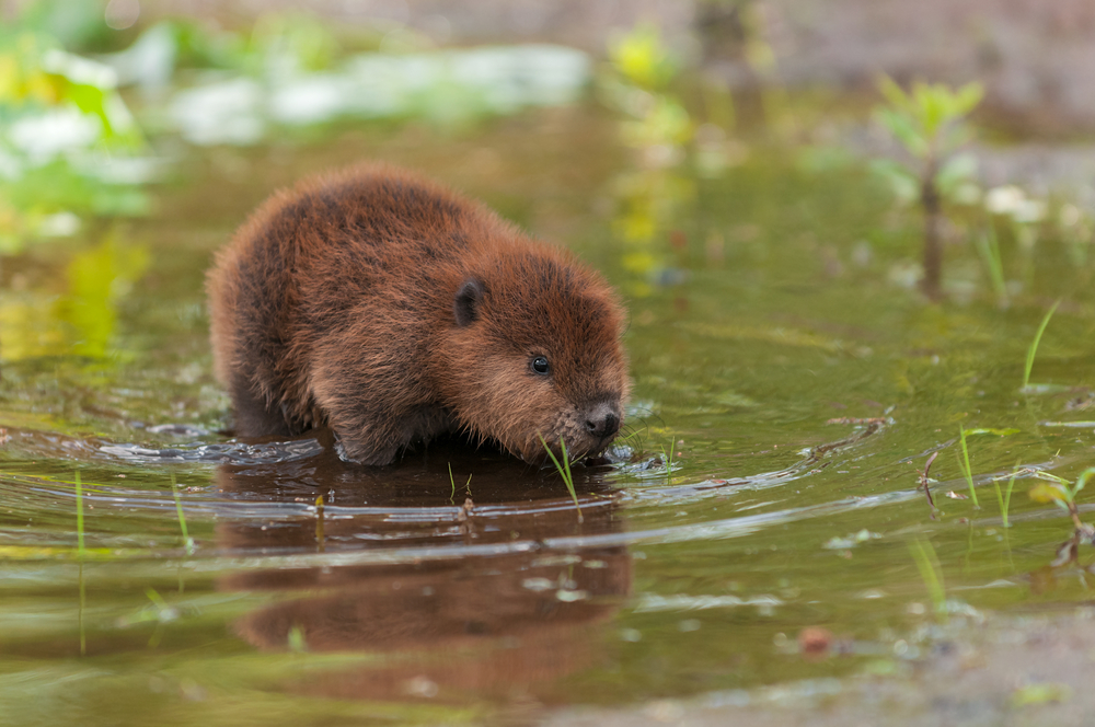 A baby beaver in the water