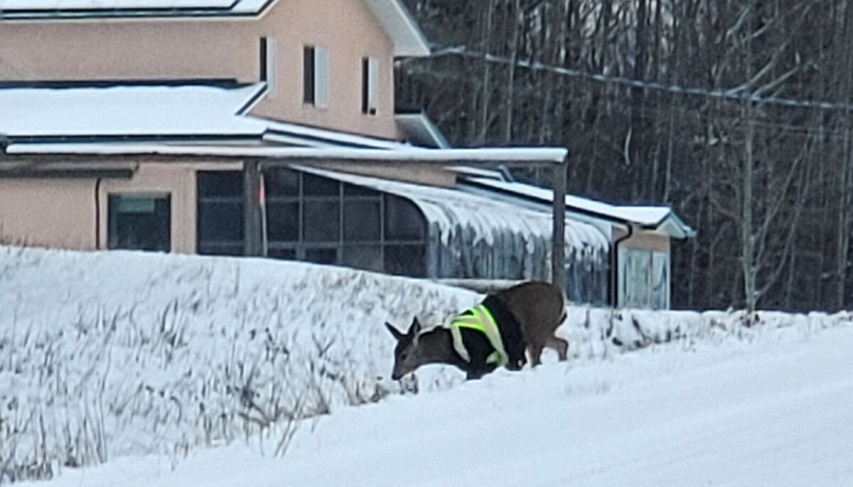 Deer crossing into a ditch wearing a hi-vis jacket