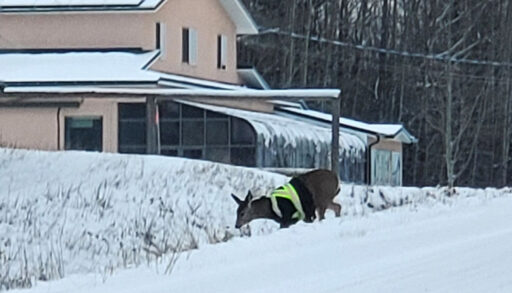 Deer crossing into a ditch wearing a hi-vis jacket